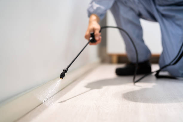 Licensed Wasp Removal service in Mackinac Island, MI - Show Me Pest Control